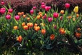 Group of colorful tulips in the garden