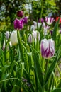 Group of colorful tulips in spring Royalty Free Stock Photo