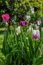 Group of colorful tulips in spring Royalty Free Stock Photo