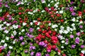 Group of colorful Vinca flower in garden