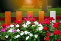 Group of colorful Vinca flower in front wooden fence in the garden.