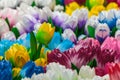 Group of colorful wooden tulips