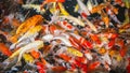 Group of colorful young fancy carp fish in clear water aquarium