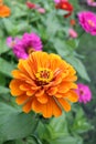 Group of colorful zinnia flower Royalty Free Stock Photo
