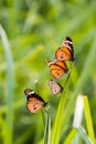 Group of colourful butterfly resting on the grass with greenish background