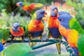 Group of colourful lorikeets in Australia chatting together