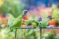 Lorikeet in group looks up.