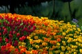 A group colourful tulips in lakeside