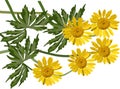 Group of coltsfoot flowers illustration