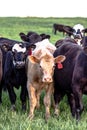Group of commercial heifers - vertical Royalty Free Stock Photo