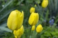 Group of common beautiful spring yellow tulips in bloom the garden