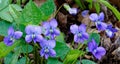Group of common blue violets in Spring Royalty Free Stock Photo