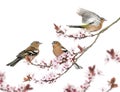 Group of Common Chaffinch perched on a Japanse cherry branch