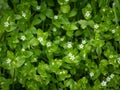 A group of common chickweed with small white blossoms