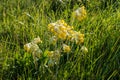 Group of common cowslip flowers growing amongst grass Royalty Free Stock Photo