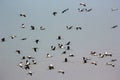 Group of common cranes blue sky flying grus grus