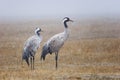 A group of common cranes (Grus grus) at the Gallocanta Lagoon (Zaragoza), spain Royalty Free Stock Photo