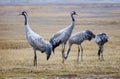 A group of common cranes (Grus grus) at the Gallocanta Lagoon (Zaragoza), spain Royalty Free Stock Photo