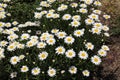 A group of Common Daisy flowers and buds growing in a garden in Hales Corners, Wisconsin