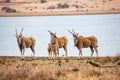 A group of common eland antilopes taurotragus oryx at Mankwe Dam, Pilanesberg National Park, South Africa Royalty Free Stock Photo