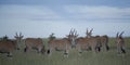 Group of common Eland Taurotragus oryx, Royalty Free Stock Photo