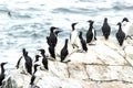 Group of common guillemots, Uria aalge Royalty Free Stock Photo