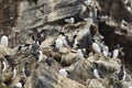 Group of common guillemots, Uria aalge on the rocks Royalty Free Stock Photo