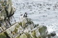 Group of common guillemots, Uria aalge on the rocks Royalty Free Stock Photo