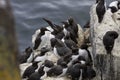 A group of common guillemots & x28;murres& x29;, Uria aalge, at a rock in Scotland. Royalty Free Stock Photo