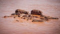 Group of common hippopotamus Hippopotamus amphibius Royalty Free Stock Photo