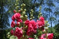 Group of hollyhocks with double red flowers against blue sky Royalty Free Stock Photo