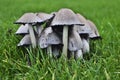 Group of common ink cap mushrooms in a grass field Royalty Free Stock Photo