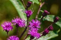 Group of Common Ironweed, Vernonia faciculata Royalty Free Stock Photo