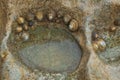 Group of common limpets Royalty Free Stock Photo