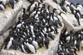 Group common murre in a colony of sea birds on the Pacific