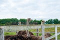 Group of common ostriches on a farm