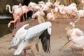 Group of common pelicans, Pelecanus onocrotalus, arguing among themselves with flamingos in the background