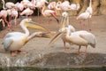 Group of common pelicans, Pelecanus onocrotalus, arguing among themselves with flamingos in the background