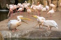 Group of common pelicans, Pelecanus onocrotalus, arguing among themselves with flamingos in the background