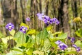 Common blue violets on forest floor in Spring Royalty Free Stock Photo