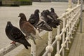 Group of common pigeons perched on a metal railing Royalty Free Stock Photo