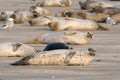 Group of Common seals known also as Harbour seals, Hair seal or Spotted seal (Phoca vitulina) lying on the beach Royalty Free Stock Photo
