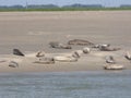 Group common seals sunbathing at the beach in summer
