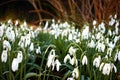 Group of common snowdrops Galanthus nivalis selectively focused Royalty Free Stock Photo