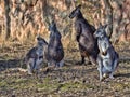 the Group of Common wallaroo, Macropus r. robustus. with grown-up cubs Royalty Free Stock Photo