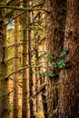 Group of Conifer Tree Trunks