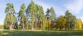Group of conifers and deciduous trees among of large glade Royalty Free Stock Photo