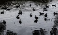 Group of Coots water birds swimming in the lake pond at sunset time, Image in dark black and white color tone.