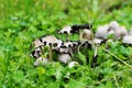 Group of Coprinellus angulatus mushrooms growing in a meadow