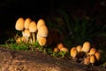 Group of Coprinellus micaceus mushroom